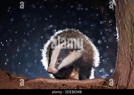 Tasso nel bosco quando la neve inizia a cadere Foto Stock