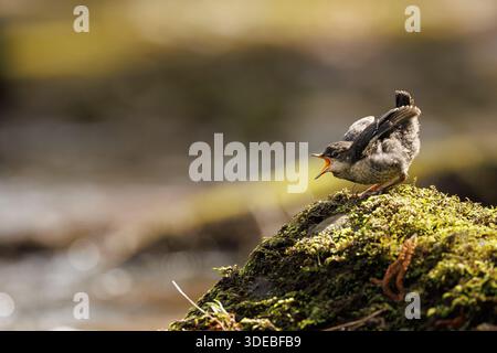 La famiglia Dipper sul fiume Usk in primavera Foto Stock