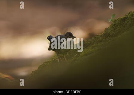 La famiglia Dipper sul fiume Usk in primavera Foto Stock