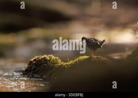 La famiglia Dipper sul fiume Usk in primavera Foto Stock