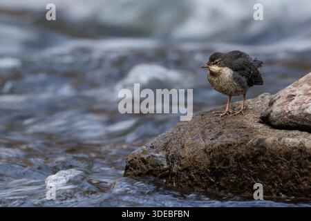 La famiglia Dipper sul fiume Usk in primavera Foto Stock