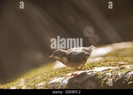 La famiglia Dipper sul fiume Usk in primavera Foto Stock