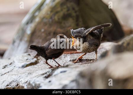 La famiglia Dipper sul fiume Usk in primavera Foto Stock