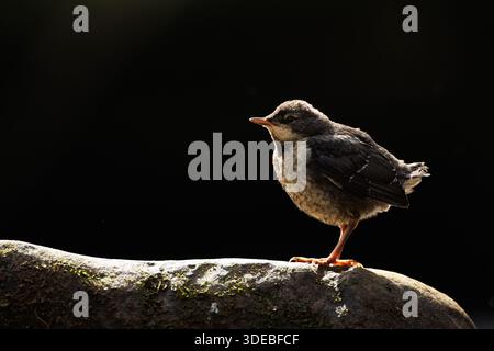 La famiglia Dipper sul fiume Usk in primavera Foto Stock