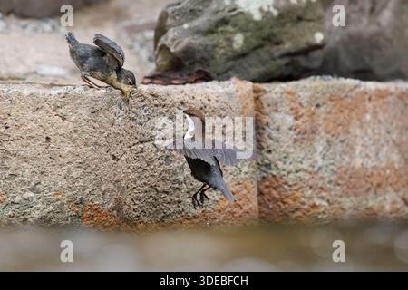 La famiglia Dipper sul fiume Usk in primavera Foto Stock