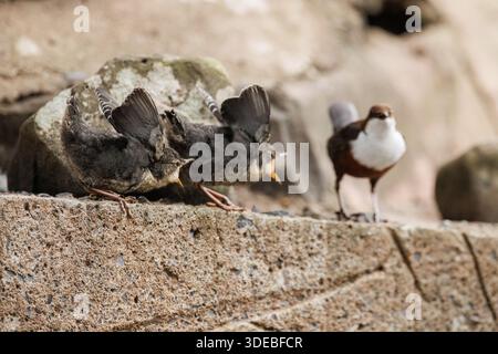 La famiglia Dipper sul fiume Usk in primavera Foto Stock