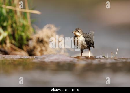 La famiglia Dipper sul fiume Usk in primavera Foto Stock