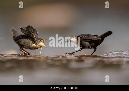 La famiglia Dipper sul fiume Usk in primavera Foto Stock