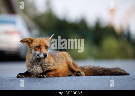 La città volge attraverso la primavera Foto Stock