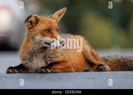 La città volge attraverso la primavera Foto Stock