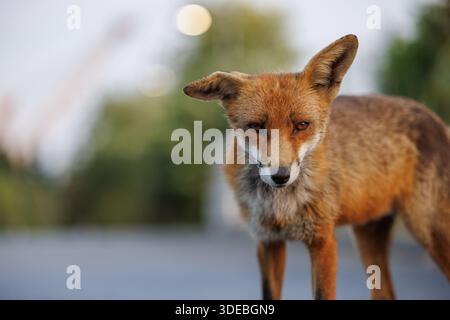 La città volge attraverso la primavera Foto Stock