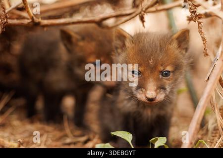 Cuccioli di volpe che esplorano il grande nuovo mondo Foto Stock