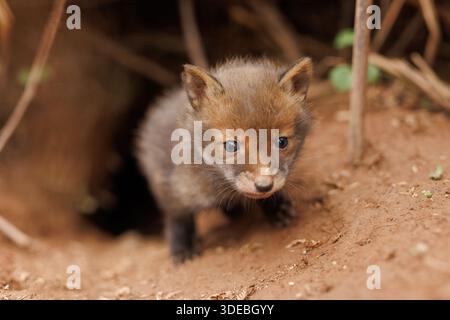 Cuccioli di volpe che esplorano il grande nuovo mondo Foto Stock
