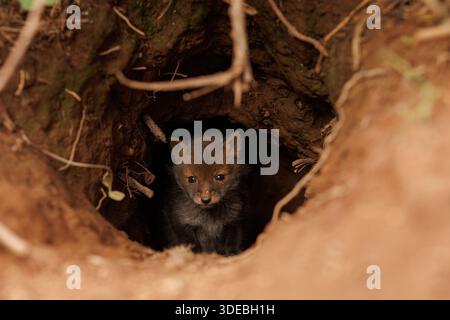 Cuccioli di volpe che esplorano il grande nuovo mondo Foto Stock