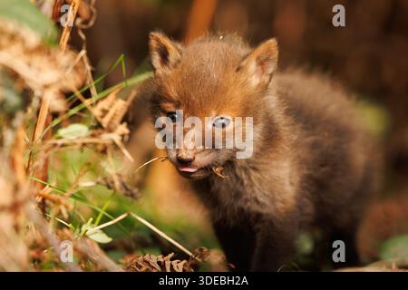 Cuccioli di volpe che esplorano il grande nuovo mondo Foto Stock
