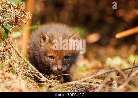 Cuccioli di volpe che esplorano il grande nuovo mondo Foto Stock