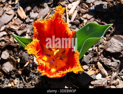 Il pappagallo arancione e giallo ha petali con frange. Primo piano mostra il centro della fioritura dei tulipani. Cresce in giardino nel Tennessee. Foto Stock