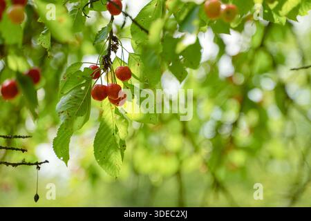 Viaggia in romania transilvania targu mures le ciliegie rosse maturano su un ramo verde a foglia verde sotto il sole estivo Foto Stock