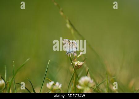 Viaggia in romania transilvania targu mures, piccola farfalla seduta su un fiore di trifoglio bianco in un prato verde Foto Stock