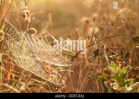 Viaggiate in romania transilvania targu mures delicata ragnatela ricoperta di gocce d'acqua scintillanti sotto il sole del mattino presto in autunno Foto Stock