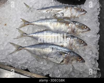 Pesce fresco crudo di sgombro con pelle d'argento rinfrescante su ghiaccio freddo tritato che mostra la freschezza dei frutti di mare e ingredienti gourmet per una sana cucina dietetica in S. Foto Stock