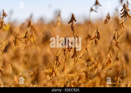 La luce solare delicata illumina i gruppi di semi di soia in modo incantevole e accattivante catturando semi di soia dorati immersi in una luce solare delicata e in un glo caldo Foto Stock