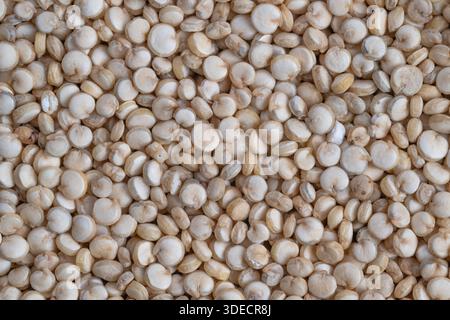 semi di quinoa bianchi da primo piano presentati come alternativa al grano senza glutine, base culinaria per ricette a base di piante, concetti di pasti allergizzanti. Foto Stock