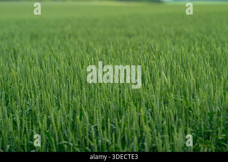 Un vasto campo di grano verde si estende all'orizzonte, simboleggiando la bellezza della crescita agricola e della prosperità Foto Stock