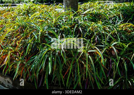 Vibranti piante variegate di Croton con sottili foglie lineari che crescono in un giardino tropicale sotto la luce del sole. Foto Stock