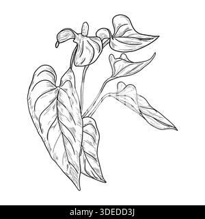 Fiore di Antorio con foglie, schizzo in bianco e nero. Illustrazione vettoriale. Foglie di alberi tropicali, isolate su sfondo bianco. Verde lussureggiante fauna selvatica Illustrazione Vettoriale