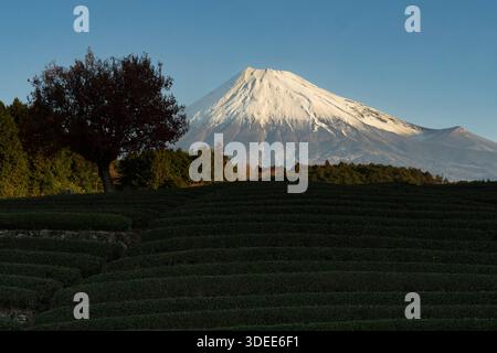 MT. Fuji, Giappone. Campi da tè in primo piano, con l'iconico vulcano innevato sullo sfondo, inondato dalla luce del mattino. Foto Stock