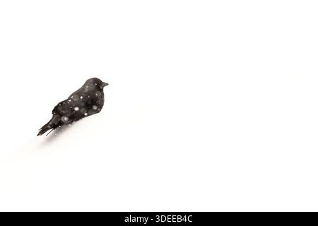 Jackdaw Corvus monedula, su un tetto coperto di neve, Brecon, Galles del Sud, marzo Foto Stock