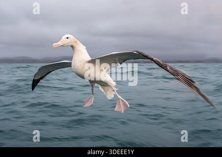 Gibsons's Wandering Albatross Diomedea antipodensis gibsoni, in volo con ali allungate in mare, Kaikoura, nuova Zelanda, febbraio 2020 Foto Stock