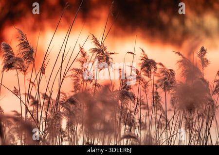 Reed Beds (Phragmites australis), riserva naturale nazionale Shapwick Heath, Avalon Marshes, Somerset, Regno Unito, inverno. Foto Stock