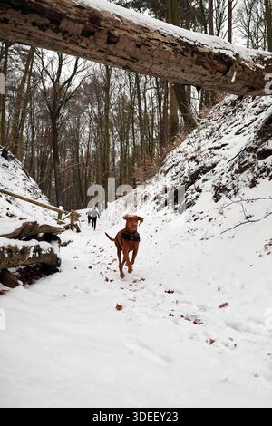Dog's Joyful Run attraverso un sentiero innevato della foresta invernale sotto un tronco di legno caduto Foto Stock