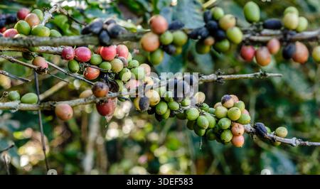 I chicchi di caffè maturano sul ramo di un albero Foto Stock