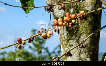 Chicchi di caffè sul ramo di un albero Foto Stock