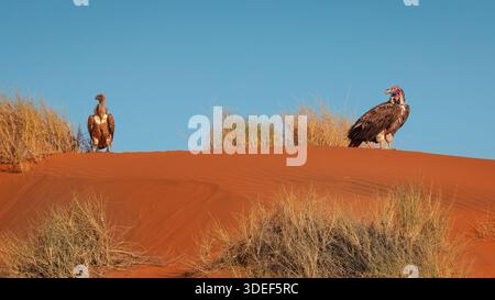 Namibia - deserto del Namib - due avvoltoi a faccia di appeto (Torgos tracheliotos) in cima a una duna di sabbia rossa con erba Foto Stock