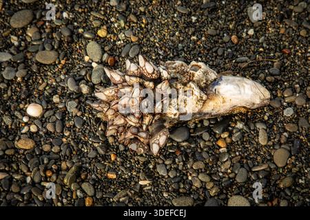 WA28982-00...WASHINGTON - conchiglia di vongole ricoperta di due vasche di cozze su una spiaggia rocciosa 4 nell'Olympic National Park. Foto Stock