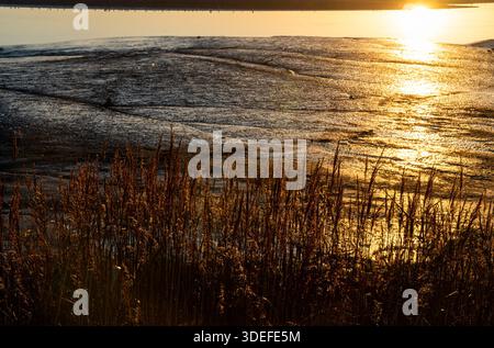 Erba selvatica illuminata dalla luce del sole bassa lungo il fiume Mersey Foto Stock
