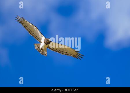 Aquila di serpente dal castigo nero (Ciraetus pectoralis) che vola nel Kgalagadi Transborder Park, Sudafrica. Foto Stock