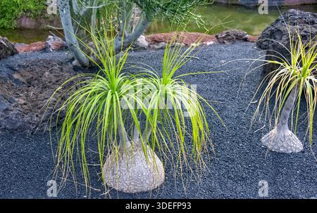 Beaucarnea ricorvata, nota anche come palma della coda di ponte o cibo dell'Elefante, Jardin de Cactus, Cactus Garden Guatiza, Lanzarote, Isole Canarie Foto Stock