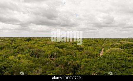 Vista aerea di un'infinita foresta verde che si estende sotto un vasto cielo, punteggiato da un tortuoso sentiero sterrato che taglia attraverso la lussureggiante vegetazione carica Foto Stock