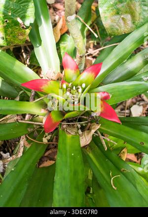 Nidularium innocentii in fiore - Santa Catarina, Brasile Foto Stock