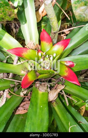 Nidularium innocentii in fiore - Santa Catarina, Brasile Foto Stock