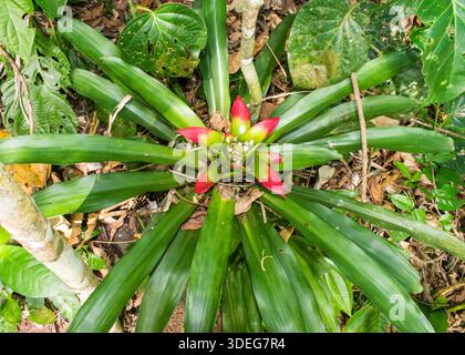 Nidularium innocentii in fiore - Santa Catarina, Brasile Foto Stock