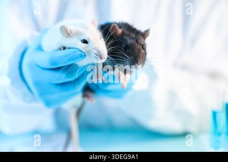 Scienziato che lavora con i topi a tavola in laboratorio, primo piano Foto Stock