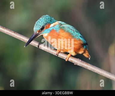 Un Kingfisher (Alcedo atthis) a Pittville Lake Cheltenham Gloucestershire Regno Unito Foto Stock