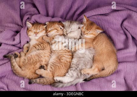 Un gruppo di quattro adorabili gattini di zenzero e grigio si accoccolano e dormono tranquillamente su un morbido sfondo in tessuto viola. Concetto di amicizia, Foto Stock