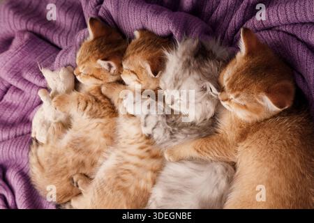 Un gruppo di quattro adorabili gattini di zenzero e grigio si accoccolano e dormono tranquillamente su un morbido sfondo in tessuto viola. Concetto di amicizia, Foto Stock